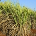 cane_sugar_juc_v_0012_cub0729.jpg